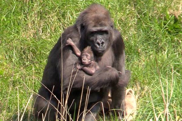 Dublin Zoo’s new baby gorilla comes out for the sunshine