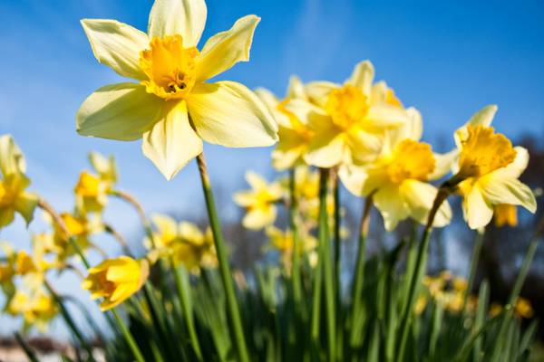 Let there be light: Why sunny spring days make us happier and healthier