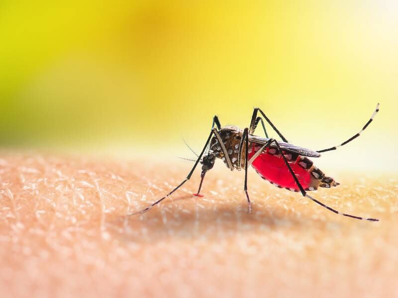 Mosquito-borne diseases spreading in Europe due to climate change, says expert