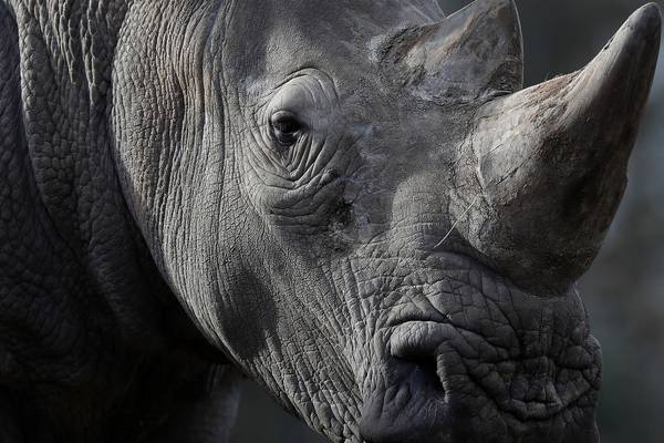 Czech zoo sawing off rhino horns to thwart poachers