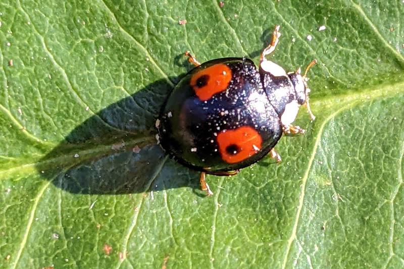 Keep an eye out for the dastardly harlequin ladybird