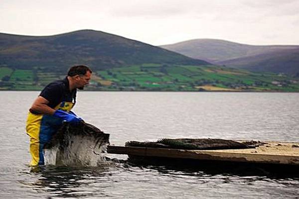 Irish oysters an annual €6m success story in China