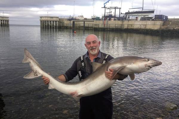 Angling Notes: Hanway’s monster tope smashes 39-year record
