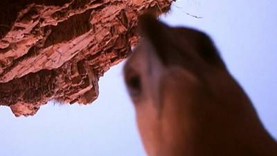 Sea eagle creates wildlife film after stealing camera
