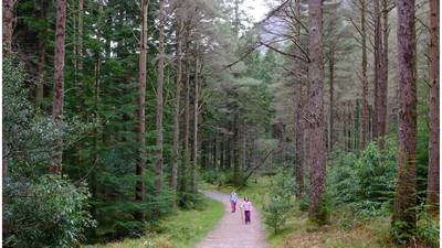Island of Woods: Michael Viney on Ireland’s complicated relationship with trees