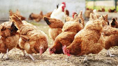 Bird flu  on farms in  UK, Netherlands and Germany