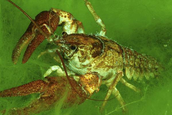 River Suir crayfish plague ‘extremely concerning’ for species’ future