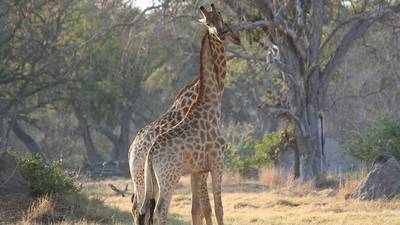 Giraffes ‘pushed towards extinction’ as population declines