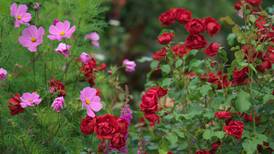 Different colours in the garden will lift or lower your mood