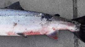 Wild salmon in two rivers reported to have symptoms of red skin disease