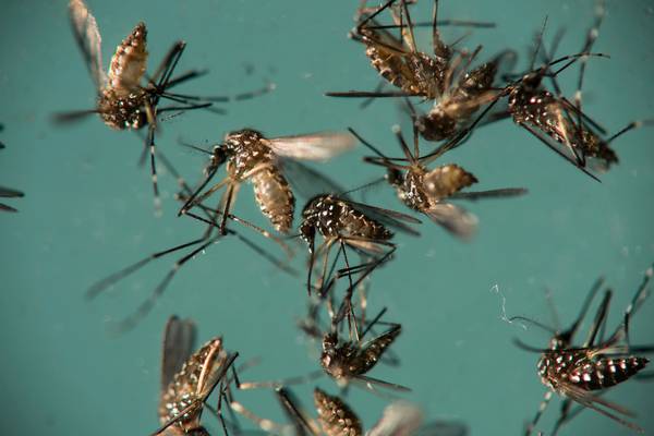 Scientists to test whether Zika can kill brain cancer cells