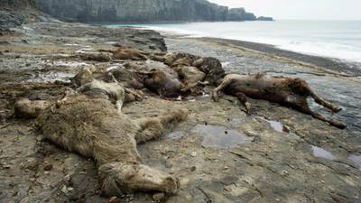 Animal carcasses ‘dumped’ off scenic cliffs in Co Clare