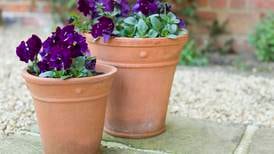 Colourful winter garden pot displays: Here’s how to get them right