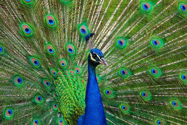 ‘Emotional support peacock’ turned away by airline