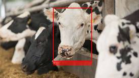 Cow facial recognition brings agriculture into 21st century