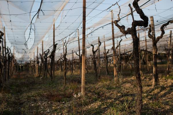 ‘Modern slavery’ in Italy: A tale of grapes, death and injustice