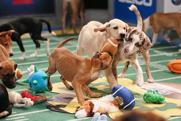 Why Puppy Bowl will be top dog on Super Bowl Sunday