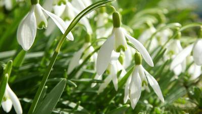 Shake off the winter blues with a snowdrop hunt