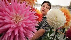 Best in show: Irish dahlia growers compete in the UK