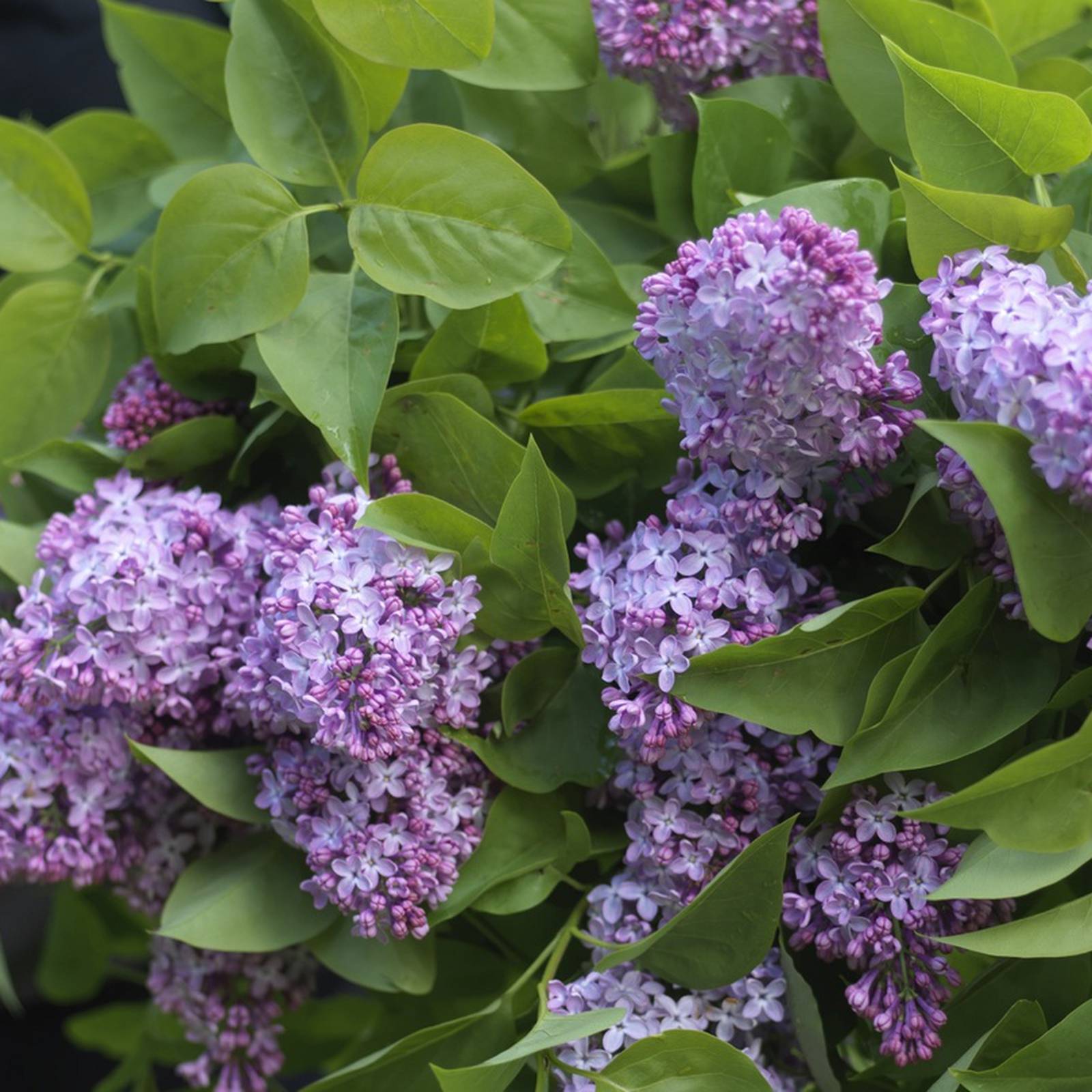 Lilacs: Read More - Arnold Arboretum