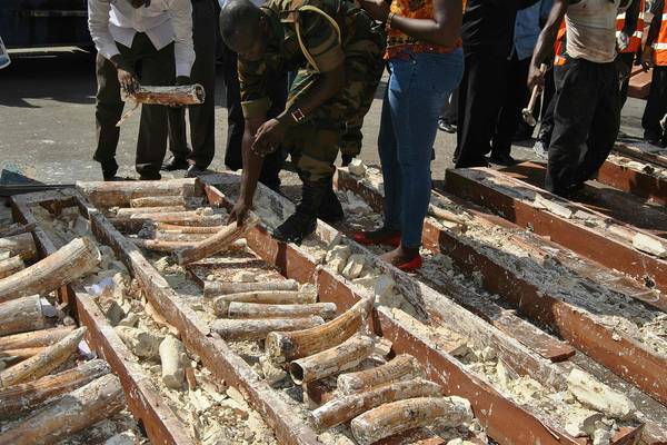 Illegal ivory, alligator heads among items seized by Customs