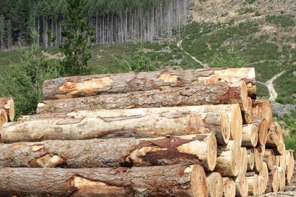 Forestry industry in ‘full-scale crisis’, Taoiseach warned