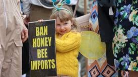 Ban on importation of non-native honeybees needed, Seanad told