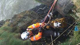 Dog  rescued by Irish Coast Guard after falling from cliff