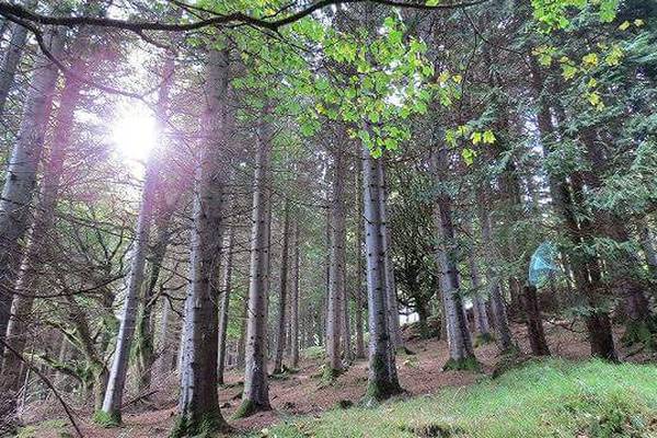 Coillte’s State dividend was small – but also perfectly formed