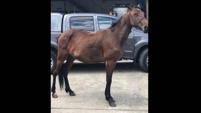 Horse rescued after being set on fire in north Dublin