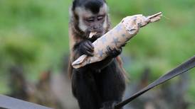 Public warned not to approach wild monkey that escaped from Co Wicklow sanctuary