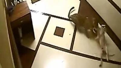 Leopard sneaks into Mumbai apartment and takes pet dog