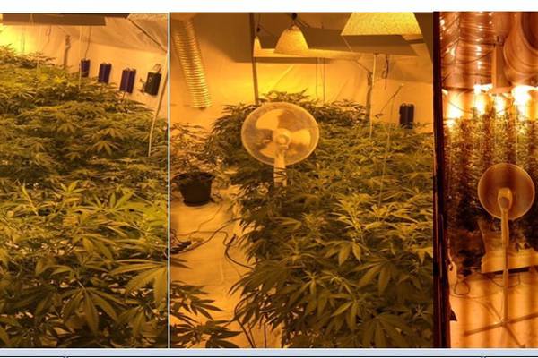 Gardaí seize cannabis plants worth estimated €200,000