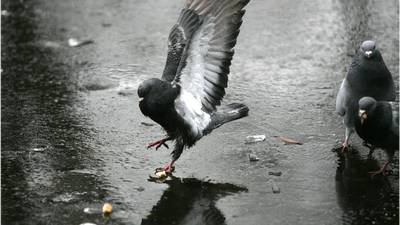 Woman who slipped on pigeon droppings awarded €24,000