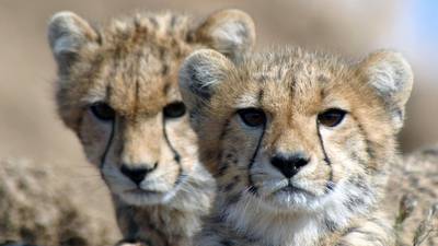Cheetah ‘more vulnerable’  than previously thought