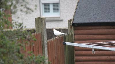 I spotted this leucistic blackbird outside Cork City. Readers’ nature queries