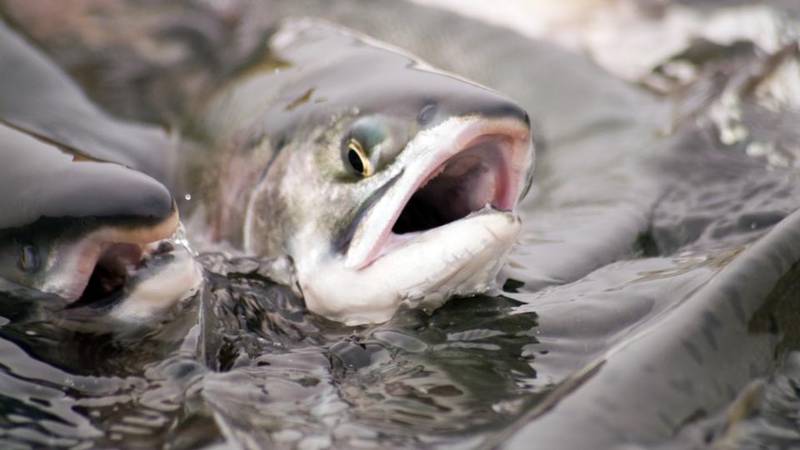 Catastrophic decline of wild Irish salmon is another of the slow scandals of Irish life