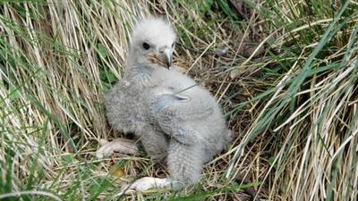 Reintroduced sea eagle chicks take to Clare skies