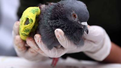 How I saved a pigeon’s life