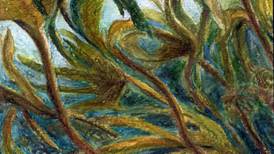 Golden kelp: how did the alien seaweed end up in Irish waters?
