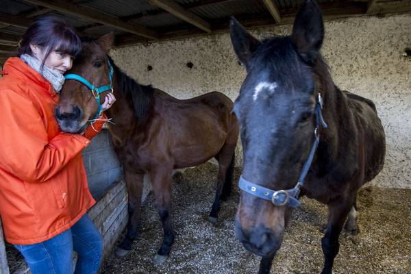 No prosecutions over abandoned thoroughbred horses
