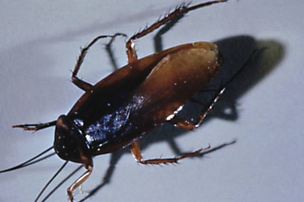 Cockroach infestation found in Indian restaurant in Dublin