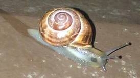 Can you identify this snail? Readers’ nature queries