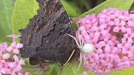 How did this spider manage to hold on to and kill a much larger butterfly?