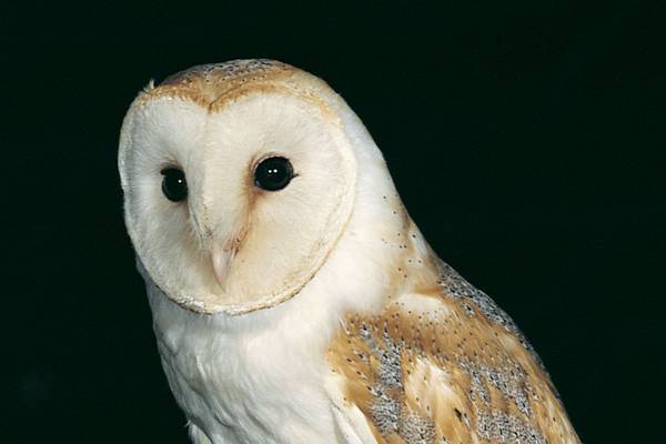 Nature Diary: Barn owls