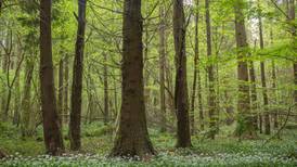 Coillte decides against selling forest land near Dublin Mountains