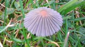 What is this mushroom we saw on the Antrim coast? Readers’ nature queries 