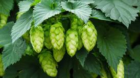 Beerista: Let’s talk about hops