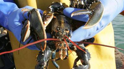 Fishermen find that one lobster does not make a summer