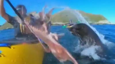 ‘Mate, what just happened?’ Seal slaps kayaker in face with octopus